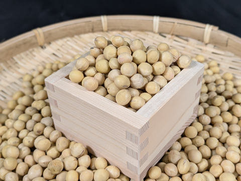 北海道森町産　極大黄大豆　たまふくら　500ｇ　【令和７年度産】