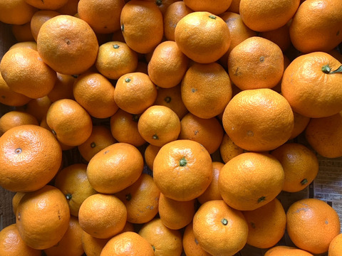 【濃厚！絶品！蔵出し！】やみつき　尾崎温州みかん　5kg