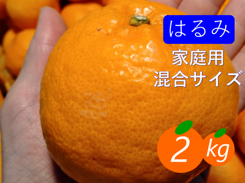 【家庭用】1月の柑橘食べ比べセット 2kg×2箱(混合サイズ) 青島みかん×はるみ