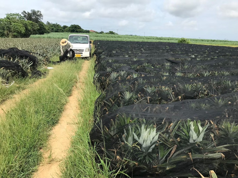 【超〜豪華‼️】希少パインゴールドバレル•サンドルチェ•ホワイトココ3玉のお買い得な食べ比べセット😍限定販売‼️