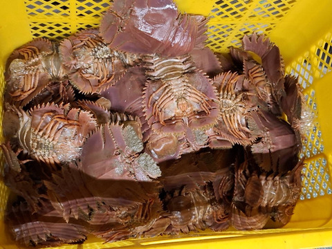 うちわえび 500g