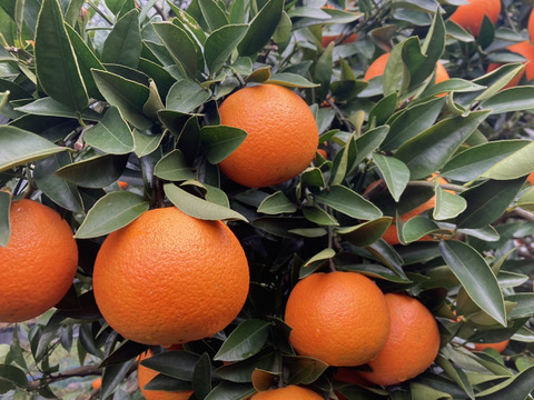 果汁たっぷり！屋久島産たんかん【ご家庭用・5kg】