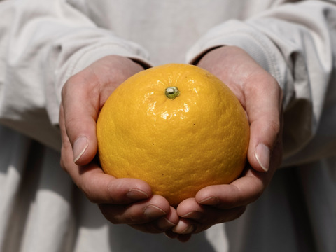 木成り完熟【訳あり】河内晩柑 4kg【ほのかな甘みに爽やかな酸味】