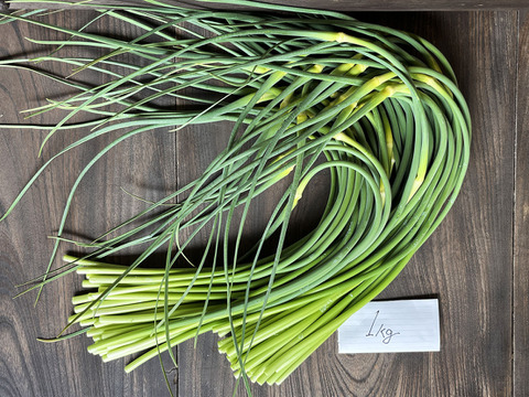 【農薬不使用】お得！ 希少なニンニクの芽1kg！　ニンニクのおまけ付き！ 着日指定に対応！