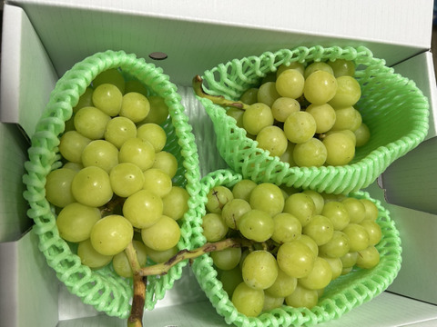 まるせい果樹園のぶどう　シャインマスカット　1ｋ　　自家用　贈答用　oｓ1