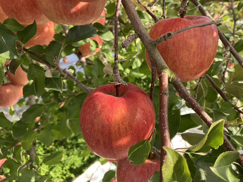 ご家庭用サンふじリンゴ　3kg