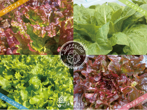 《ベジコレ》淡路島産島のトレンド野菜コレクション!!　お任せセット　-100サイズ-