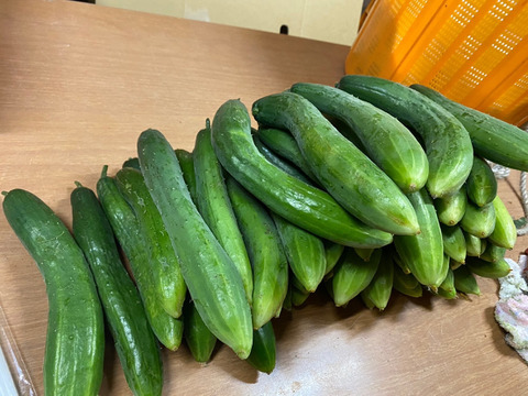 【自然栽培】きゅうり　2㎏　シャキシャキで美味しいキュウリです！（胡瓜）