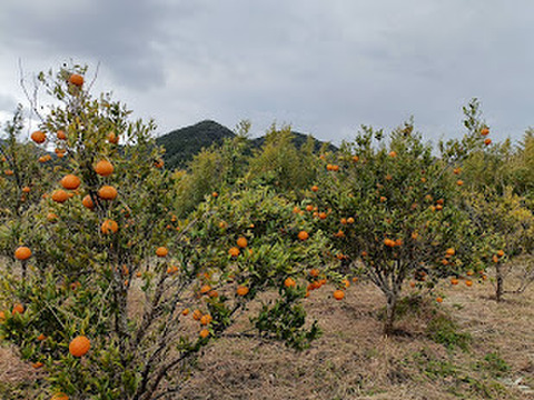 自然栽培　たんかん　鹿児島産　6㎏前後