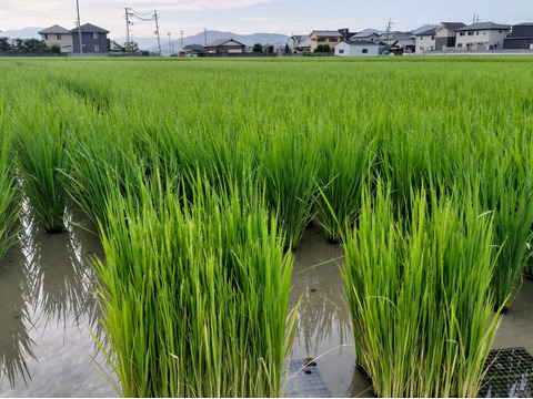 《農薬不使用・肥料除草剤不使用》お日さまたっぷりのお米『日本晴』【白米】5kg・2025年和歌山県産