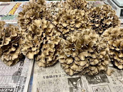 旬の深い味わい★【まいたけ 80g×10パック】岡山県吉備中央町産