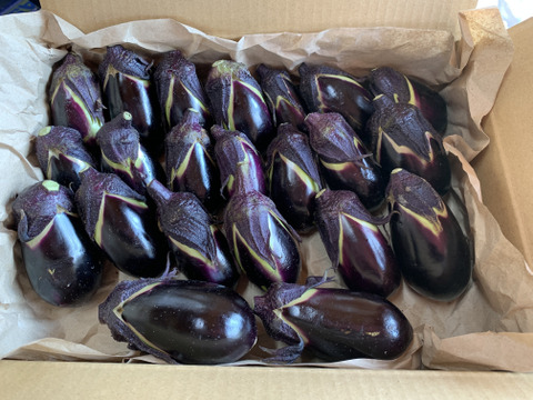 みずみずしさ抜群！薄皮で甘み多め！伝統野菜下田ナス1kg