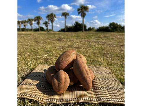 種子島産 安納芋 Lサイズ 3kg｜甘くて濃厚🍠｜aimo農園直送