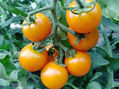 βカロテン豊富！オレンジパルチェ1kg