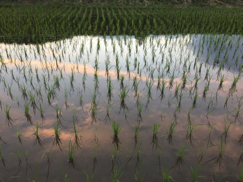 『令和5年産』幻のお米　農林48号　農薬除草剤化学肥料不使用　はぜ掛け米
噛むほどに甘味が広がる★玄米10㎏★