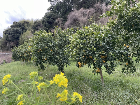 規格外のためお得にどうぞ！黄金柑！ご家庭用９ｋｇ