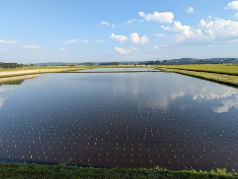 【新米】自然栽培（農薬・有機化学肥料不使用）のお米！ 玄米２kg　令和７年産