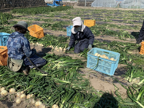 「真冬に届く、春の味」【超極早生玉ねぎ】