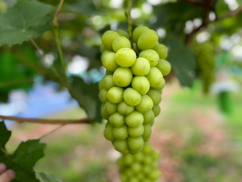 【個性ありお得】大きく、とにかく大きく育てたシャインマスカット（1.6~2kg２房～３房)