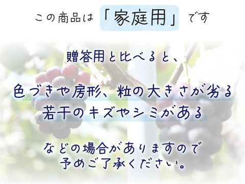 花笑み農園　岡山のオーロラブラック約２kg（３～５房）家庭用【9/10～順次発送】A-2家