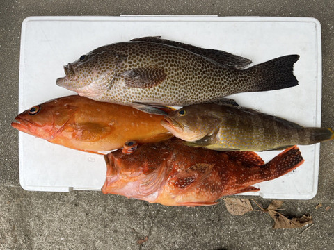 明日朝まで限定！捕れたて！オオモンハタ・カサゴ・アオナ・アカハタ 約3kgオーバー 長崎県対馬市(内臓・鱗処理済)