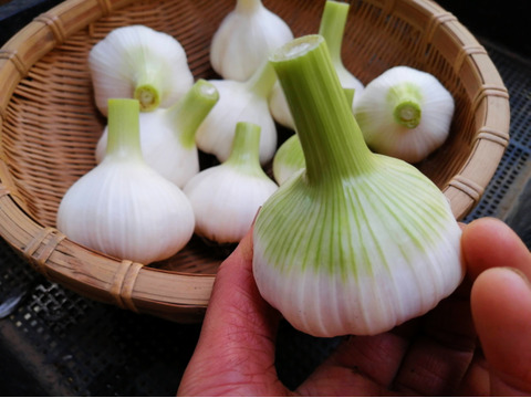 収穫期だけの短い贅沢。採りたて「フレッシュ生ニンニク」