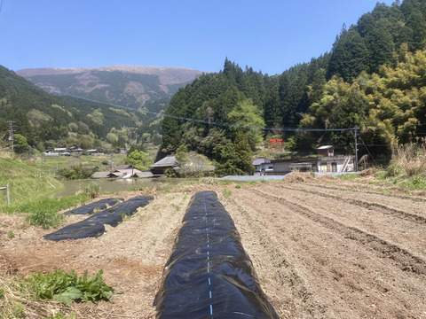 【高知県産】新生姜　1㎏【2025年10月】＃栽培期間中農薬・化学肥料不使用