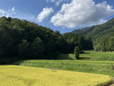 【新豆・即日発送】2025年産 丹波黒大豆「大粒L」お正月に間に合います！500g