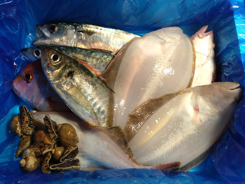 箱いっぱい！深浦の天然鮮魚セット（80サイズ）