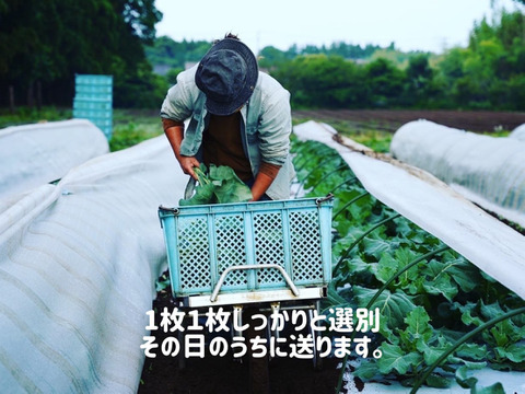 【お買い得】農薬・化学肥料不使用栽培のケール【2ｋｇ 2500円】