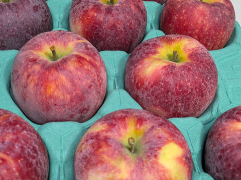 シナノリップ約４．５ｋｇ　ジューシーで香りのよい夏りんご