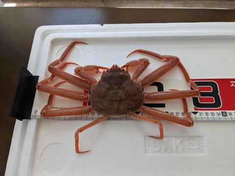 ※期間限定特売セール‼【北海道産】活ズワイガニ　サイズ小中　7.5kg