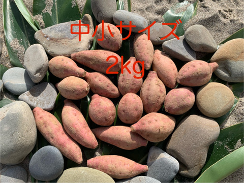 甘味あふれる安納芋・種子島産・有機農業・中小サイズ(火が通りやすい)・箱込み10kg