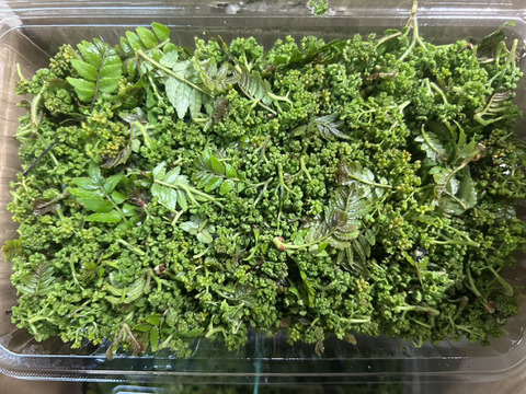 【春の香り】花山椒/はなさんしょう/天然/高級山菜/100g【4/8~4/10発送】【冷蔵便】