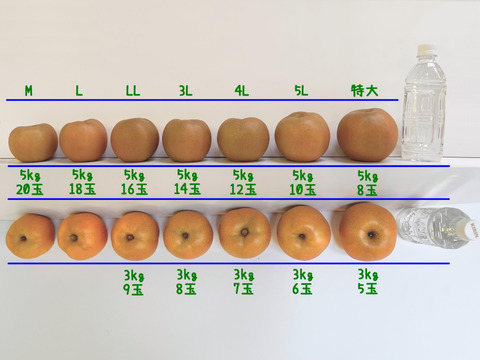 旬の梨アソート🌈　千葉県産【２品種食べ比べセット】5㎏『8玉～14玉入』市川のなし・秀品
