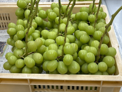 【クール便】山梨県産ぶどう【シャインマスカット】3kg〜3.4kg前後(5〜7房) 種なし