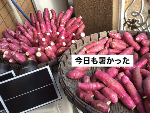 さくらページ☆紅はるか 紅はるか” 訳あり S・M・Lサイズ 約5kg 産地厳選 さつまいも