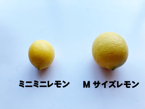 ワックス/防腐剤不使用 ミニミニ！レモンサワー1杯に1個が丁度いい