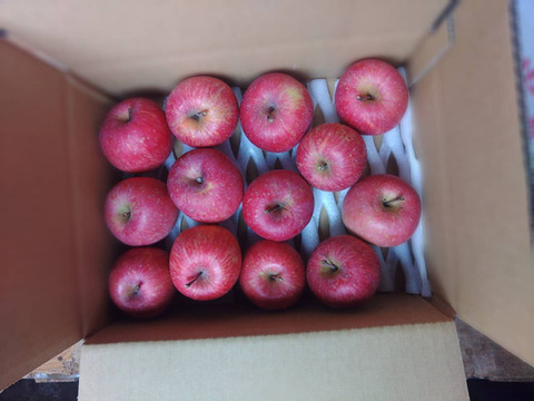 🍎日テレDayDay出演話題沸騰🍎女性に選ばれる食べる腸活“ちょうどいい『小玉サンふじ』お試し特価キャンペーン約11～13個