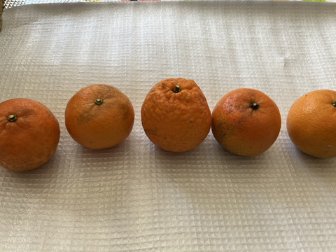 鹿児島県産「訳ありたんかん」※シミ、黒ずみ多数あります。中身は変わらず美味しい！