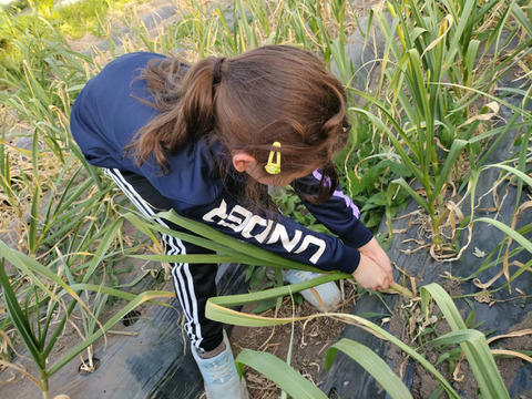 ハウス栽培で先取り！青森県産生にんにく１Kg