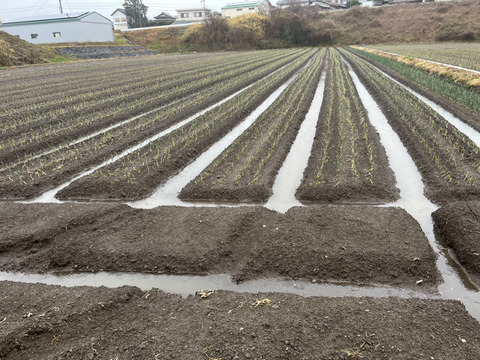 【淡路島直送】甘み凝縮！「淡路島産新玉ねぎ（品種：ターザン）」10kg（サイズ混合）