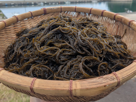 【流通"激少"ほぼ幻】山陰産「ソコゾーメン」生 500g　※モズクの一種