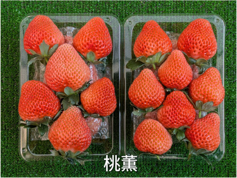 お楽しみ！3種のいちご食べ比べセット「とちおとめ 260g✕2」・「やよいひめ 260g」・「桃薫 240g」