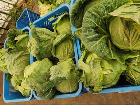 柔らか～い！【春ひかり7号】春キャベツ 3個セット