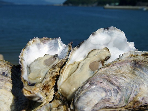 旨味たっぷり！倉橋産生牡蠣むき身大小込み ７００ｇ　殻つき１０個のセット