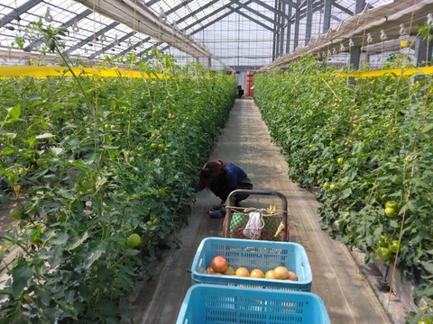 完熟美味っっ!!ブランドトマト【寺泉トマト】(2kg)