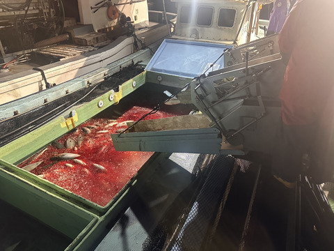 今が旬！大分豊後水道カボス寒ぶりフィレ