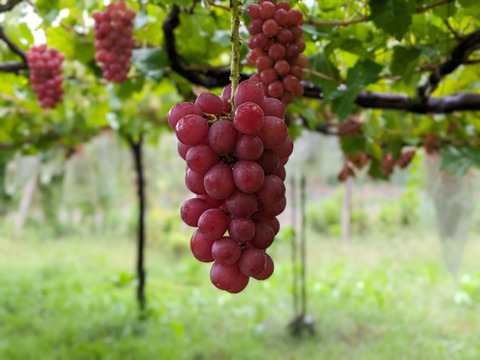 【最後の2箱】直ぐ発送：柑橘のような爽やかさ！コトピー(2～房、約1.5kg)長野県認証/特別栽培同基準（信州の環境にやさしい農産物認証50）