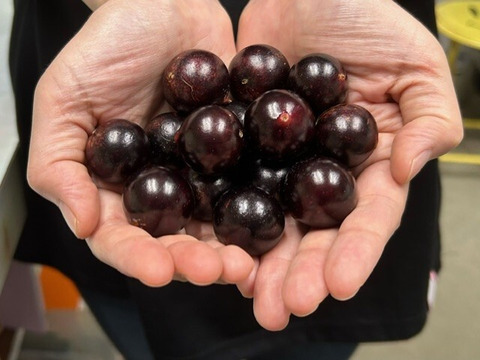 これは珍しい！！　ぎょっとする！？幻のフルーツ！！【ジャボチカバ】　250g【お試し】【お手頃価格】【数量限定】【夏ギフト】